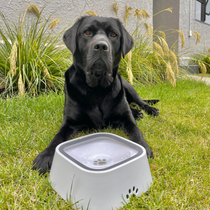 Zero Splash Dog Water Bowl